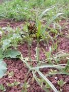 Cyperus rotundus L